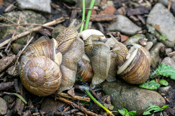 Close-up of three mating roman snails (Helix pomatia)