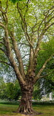 tree in the park