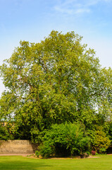 tree in the park
