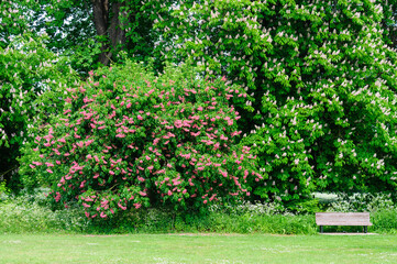 Obraz premium garden in the park