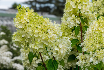Hydrangea paniculata Silver Dollar. Plant with dense panicles of flowers