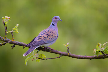 Dove bird perched on branch in lush green forest