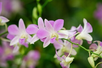 Obraz premium purple and white flowers with lots of green in the background