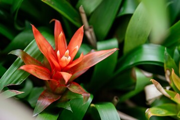 the small orange plant with green leaves is on the ground