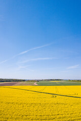 Green grass and yellow flowers in a field under a clear blue sky.