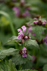 Pink flowers on green foliage against a dark backdrop