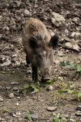 Close up of a wild boar in a dusty field