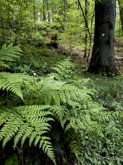 Lush fern bush surrounded by dense forest vegetation