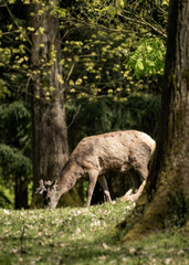 Deer peacefully feeding in a forest near a tree