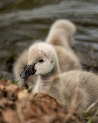 Tiny chicks wading in water together on the ground