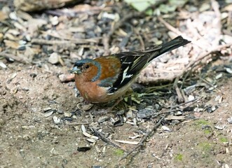 Vibrant Chaffinch Foraging on a Sunny Forest Floor in Spring Morning
