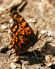 Brown and black butterfly on sunlit ground