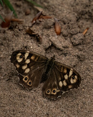 Exotic brown and white butterfly with wing spots
