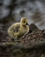 Tiny duckling strolls along a path