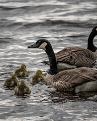 Geese swim with their chicks as the mother supervises from below