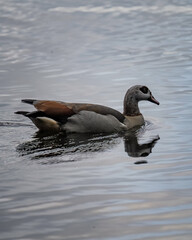 Duck swimming gracefully in the water during twilight