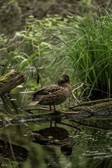 Brown duck sitting in water by lush vegetation and trees