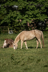 Obraz premium A white horse grazing on grass in field with other horses