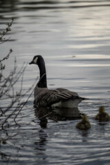 Duck swimming in a pond surrounded by lush vegetation and trees