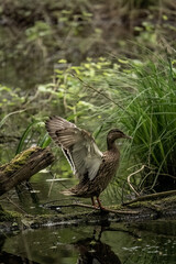 Duck swimming and flapping its wings and feet in the water
