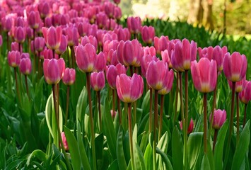 Rows of delicate pink tulips against a pale tree backdrop