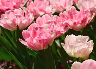 Sunlight nurturing vibrant pink tulips