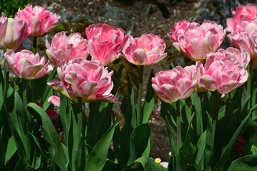 Collection of pink tulips with vibrant green foliage on the stalks