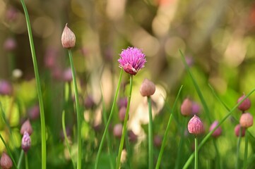 Purple flowers on green grass in natural setting