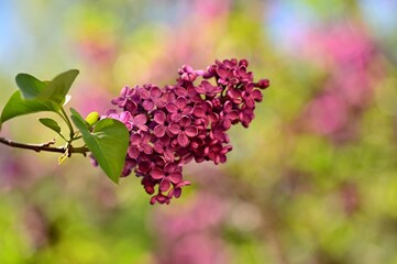 Close-up of a large lilac tree branch in bloom with purple flowers