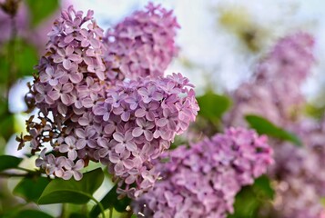 Purple flowers resting on green leaves in a row
