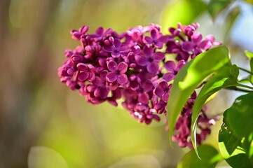 Close-up of blooming small purple flowers in daylight