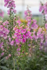 Foxglove Pink Panther. Flowers with large, showy heads of composite flowers