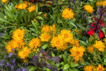 Fototapeta premium Bee meadow, yellow flowers. Decor for parks