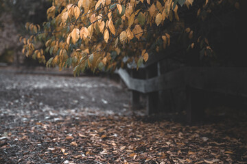 Scenic view of autumn leaves on a tree by a fence