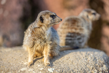Close-up of an adorable Meerkats on a rock