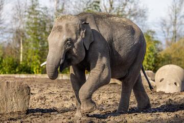 Asian elephant strolling in mud by trees on a sunny day