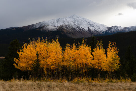 Dield filled with yellow trees with snow-capped mountains in the background in Colorado