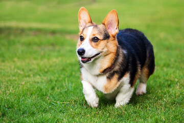 Cute and happy smiling Pembroke Welsh Corgi dog running and playing outdoors
