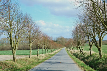 Nature, road and countryside in autumn morning for exploration, journey or adventure. Empty, Scenic landscape and trees with field for agriculture, sustainability or conservation with evergreen bush