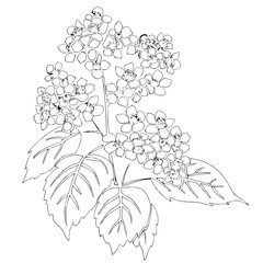 Hydrangea silhouette, Hydrangea svg, Hydrangea png, Hydrangea illustration, Hydrangea, silhouette flower, floral svg, herb svg, flower illustration, flower, floral, vector, nature, illustration, sprin