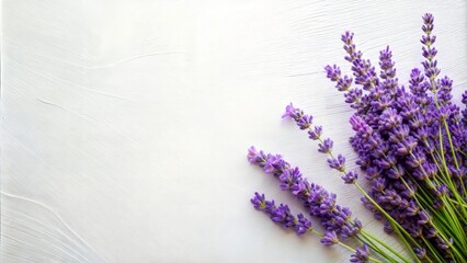 Obraz premium Abstract lavender oil painting in the corner on white background. With copy space for text