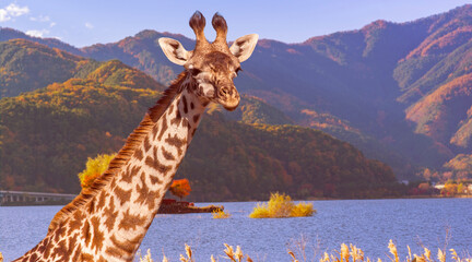 Giraffe muzzle with long neck. Animal near river. Beautiful giraffe against background of...