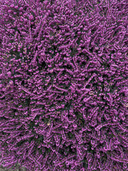 Purple heather flowers in the spring garden. Top view.