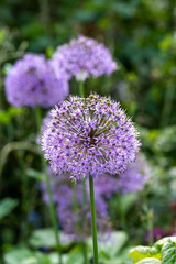 Obraz premium giant allium