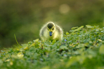 a duckling sitting in the grass while looking down into the distance