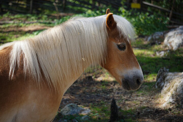 Obraz premium Side view of horse standing on field