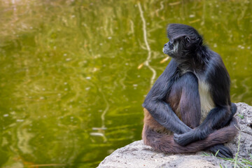 Monkey seated near water in a natural setting.