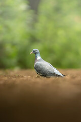 Dreams of pigeon perched on lush green grass in sunlight