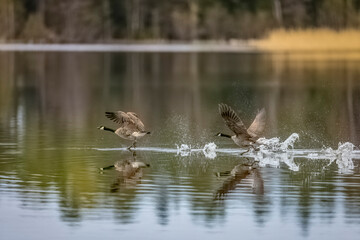 Canada Geese soaring above water