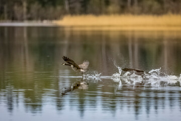 Canada Geese soaring above water